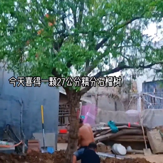 巩义市石榴树冠木