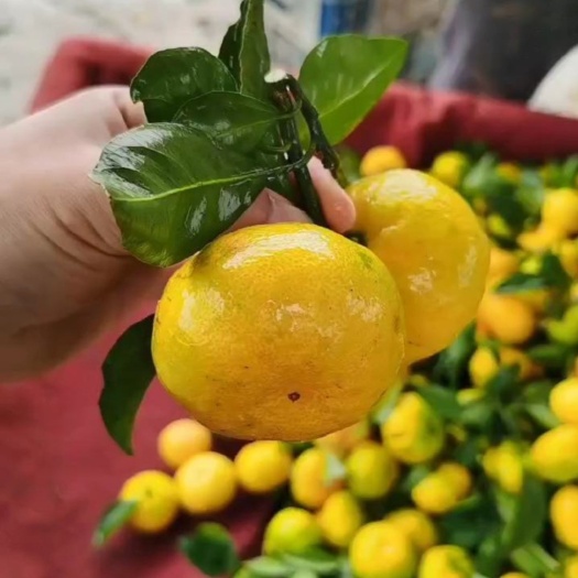 邯郸小叶蜜橘大量有货果面干净颜色透亮，薄皮多汁口感酸甜口，8分甜