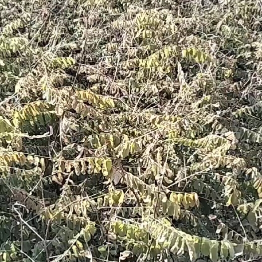 靖边县一年刺槐苗子