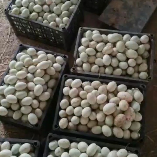 蚌埠自家养殖场