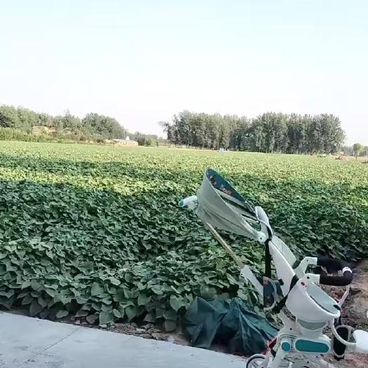 鹿邑县红薯 蜜薯种植基地 一手货源 无中间商