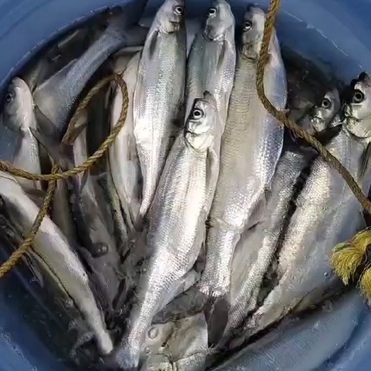 黄冈翘嘴鲌鱼