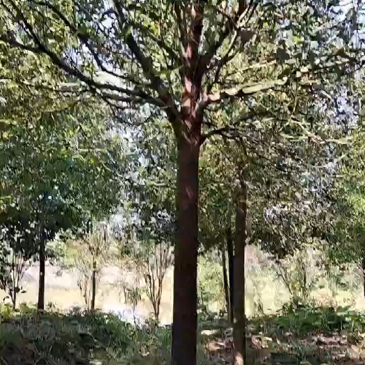 荆州小叶樟