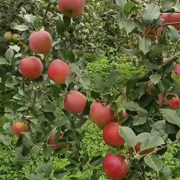 汉源高山糖心苹果