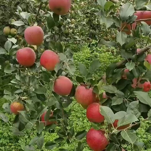 汉源高山糖心苹果