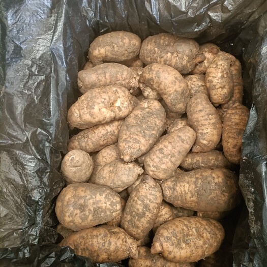成都鲜天麻正当季，欢迎老总们订购