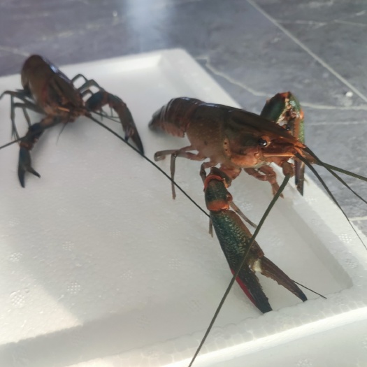 南县澳洲淡水蓝龙虾