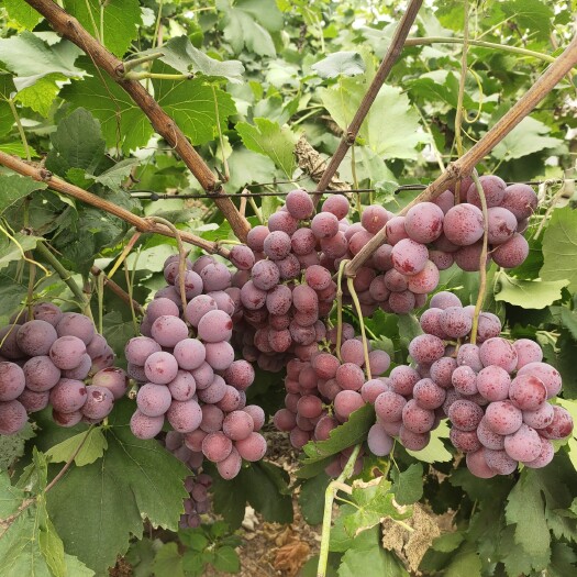 蒲城县红提