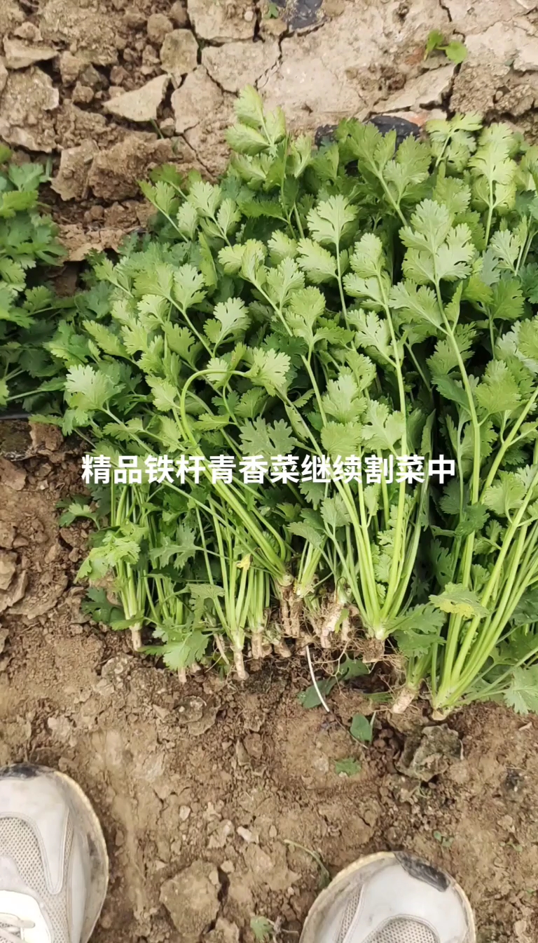 铁杆青香菜