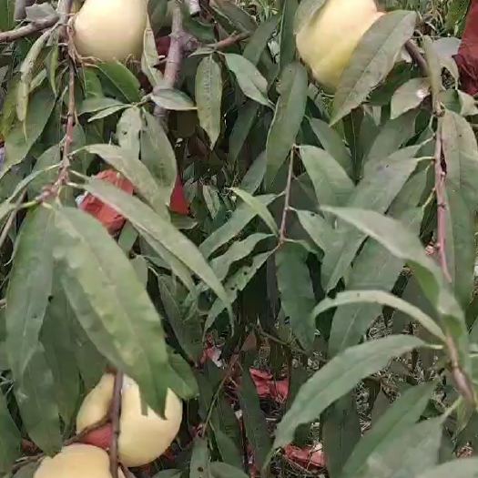 齐河县冬桃出售