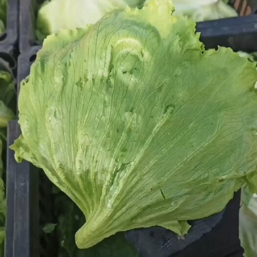 济南球生菜