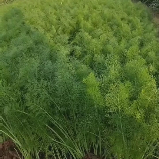 莘县新鲜，质量优西红柿