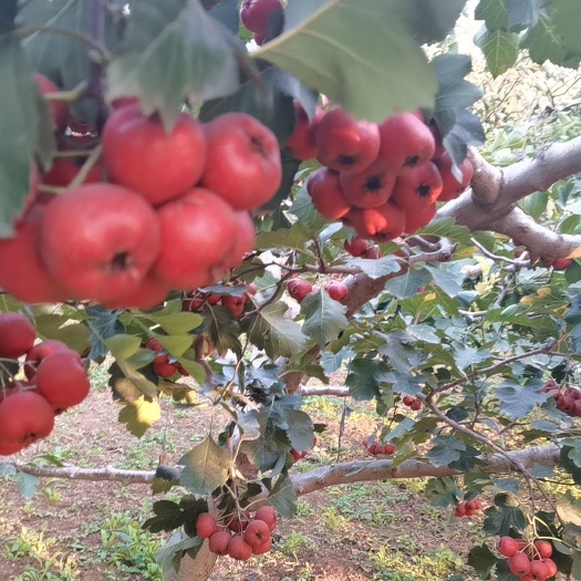 长沙大金星山楂