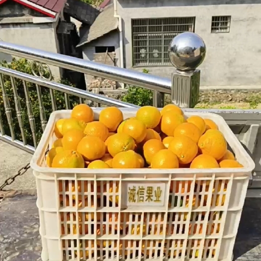 石门县新鲜采摘，现货