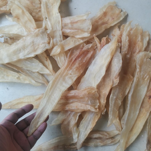 广州北海阴阳花胶条，清水足干，厚肉胶质好，性价比高，一手货源直供