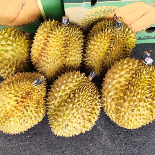 广州泰国金枕榴莲