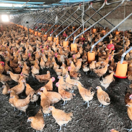 徐州脱温半斤一斤鸡苗淮南草柴鸡笨鸡苏禽土鸡