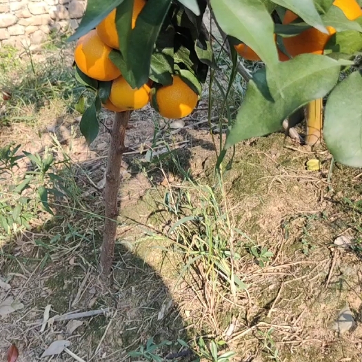石门县爱媛38