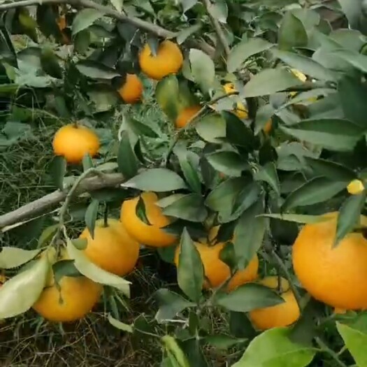 眉山套袋爱媛果冻橙