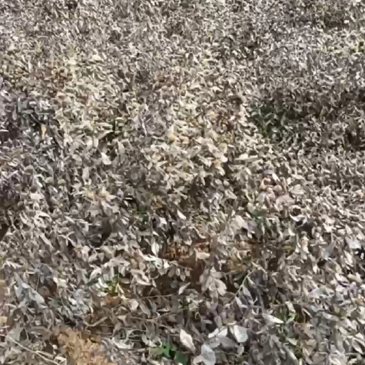 丹江口市苍术鲜货