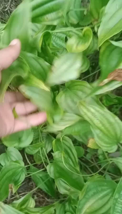 峨边县百部苗