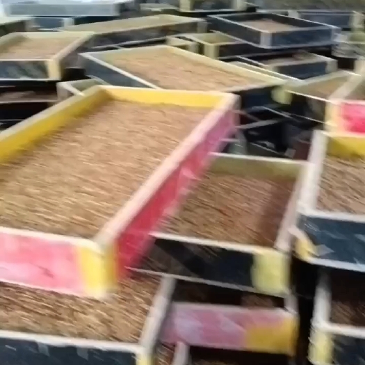 新安县黄粉虫