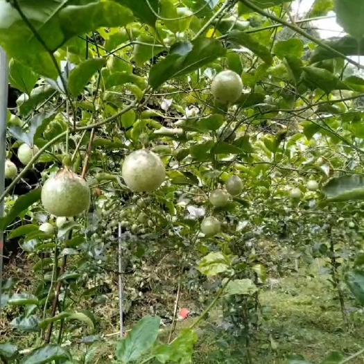 安远县黄金百香果