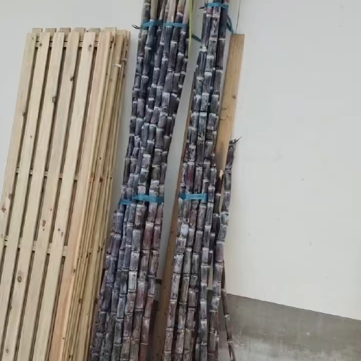 歙县黑皮甘蔗