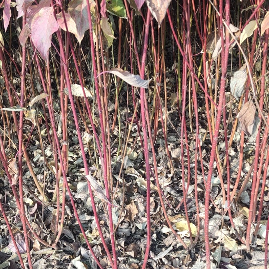 祁县红瑞木，大田定植红瑞木，基地直供，支持现场看苗