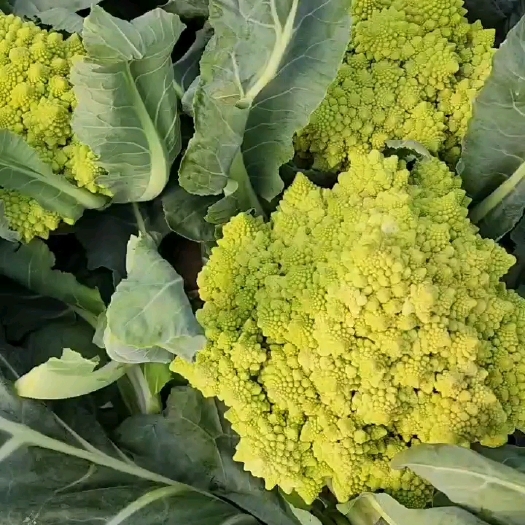 泰安宝塔菜花