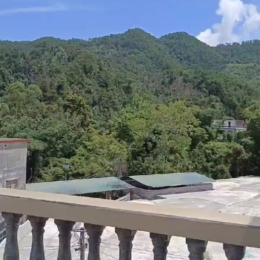 防城港百草之圣灵芝