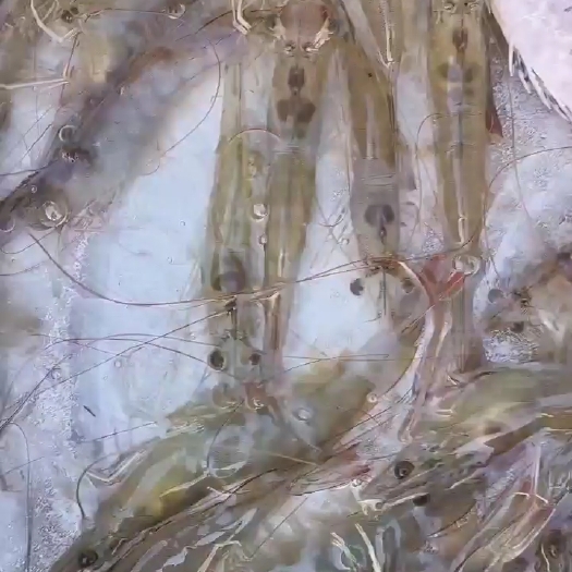 湛江湛江南美白对虾，25头左右，非常靓的明虾