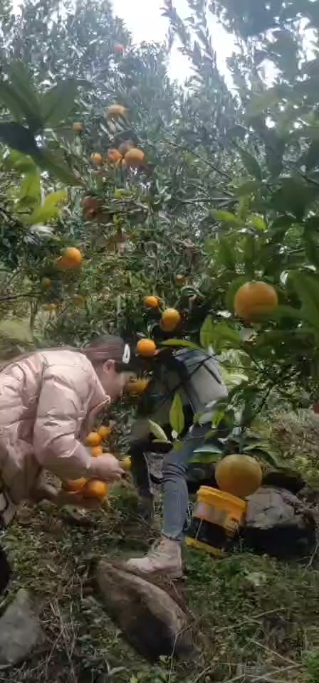 宜宾冰糖橙