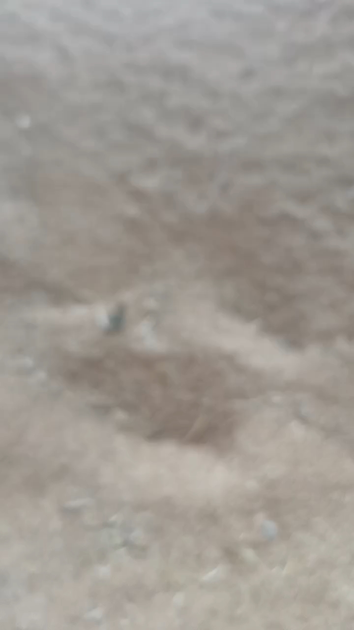 湖北天门地区小麦，品种9023和西农品种，光照充足，雨量充沛