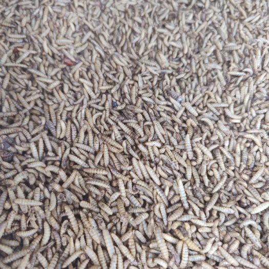 彭州市黑水虻微波虫干
