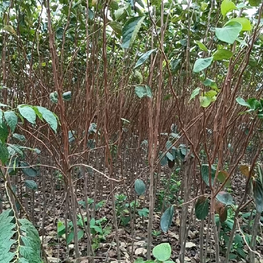 涡阳县牛心柿苗