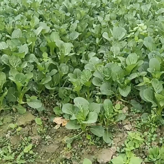 成都菜心
