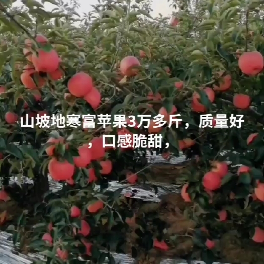 凌海市出售自家山坡地寒富苹果，口感脆甜，质量好
，价格不高