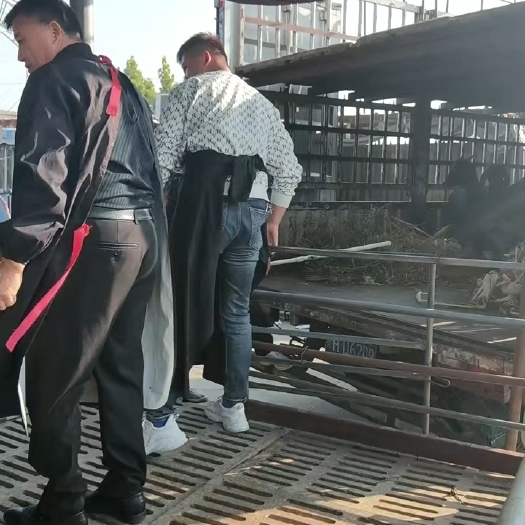 万年县羊