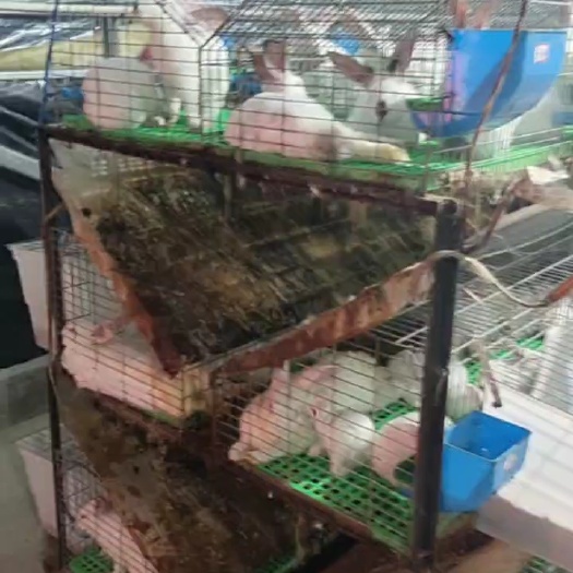 临泉县兔子 肉兔