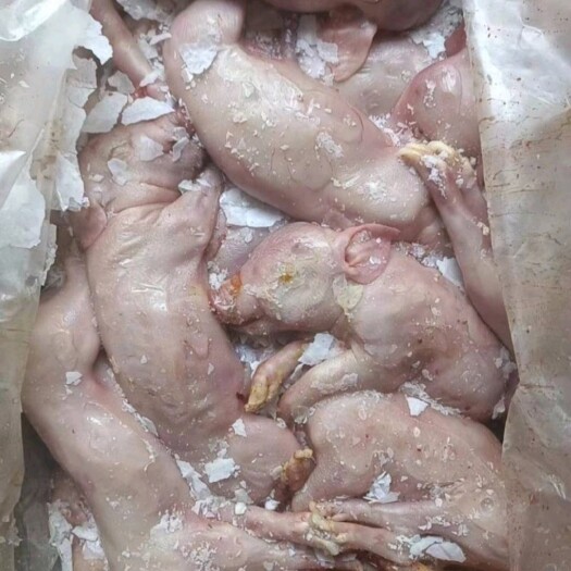 临沂乳猪  胎猪30吨   冷库直发全新货，要的提前预定