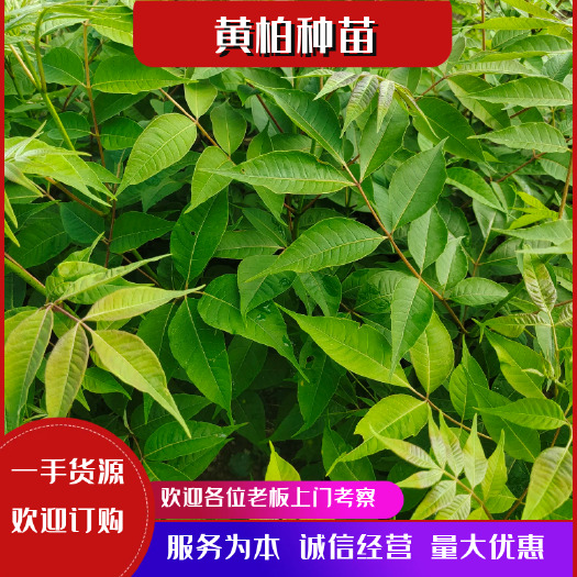 重庆市中药材黄柏种苗 千亩基地 种植黄柏苗批发 基地直销