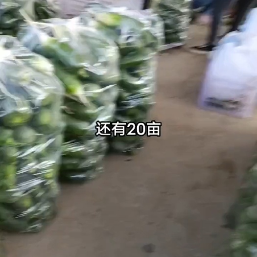 凤台县三清萝卜