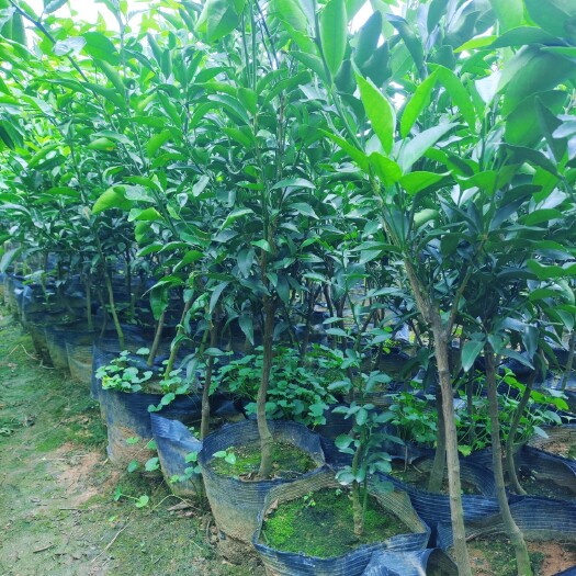 柳州大叶枳壳沃柑大杯苗 枳橙沃柑2年大苗