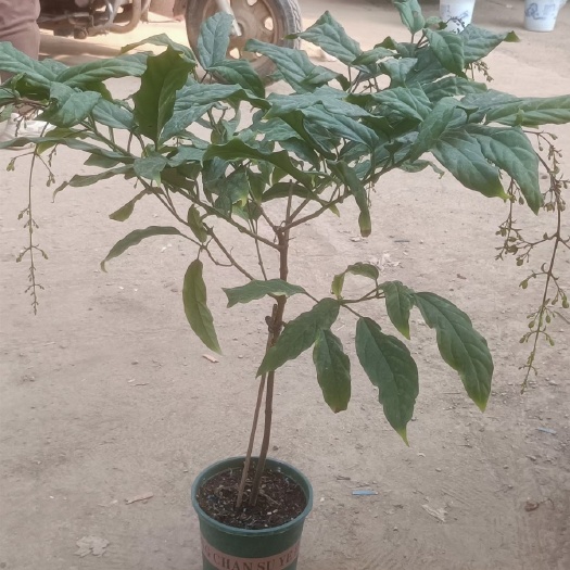 青州市垂丝茉莉各种规格山东货批发