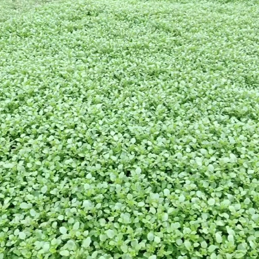 阳江广东特产西洋菜新鲜蔬菜农家自种野菜豆瓣菜生态种植产地直销