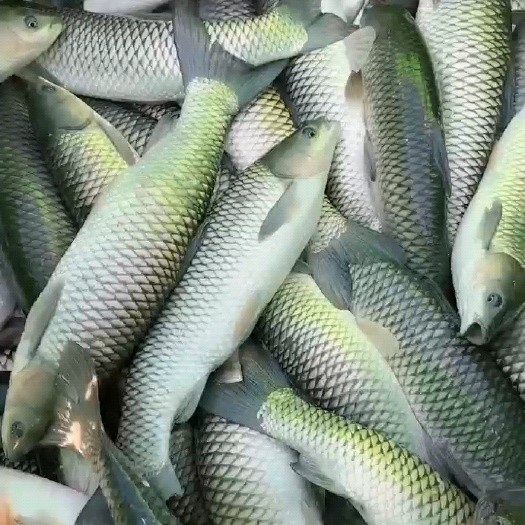 盐城草鱼