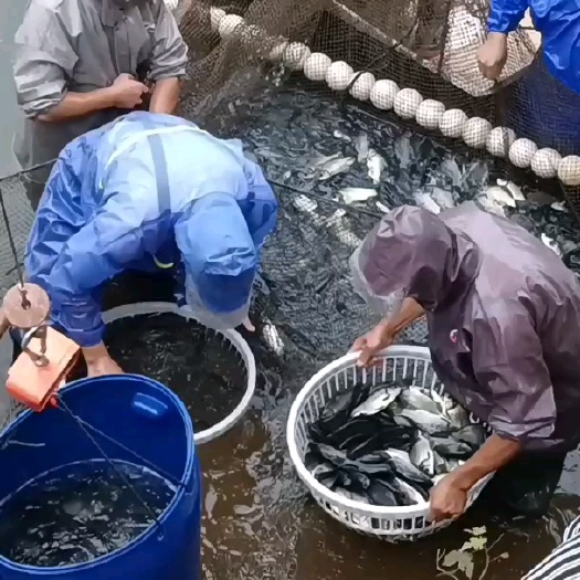 泸州鲫鱼