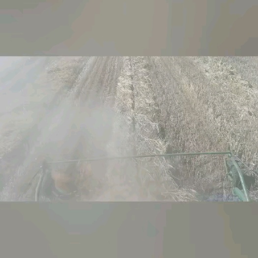 湟源县青稞