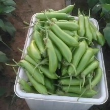 兰陵县辣椒.线茄.青茄各种各样蔬菜质量保证